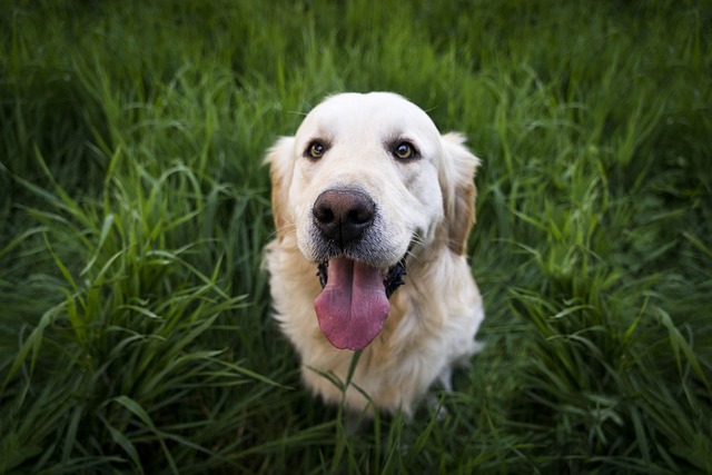 pes v trávě